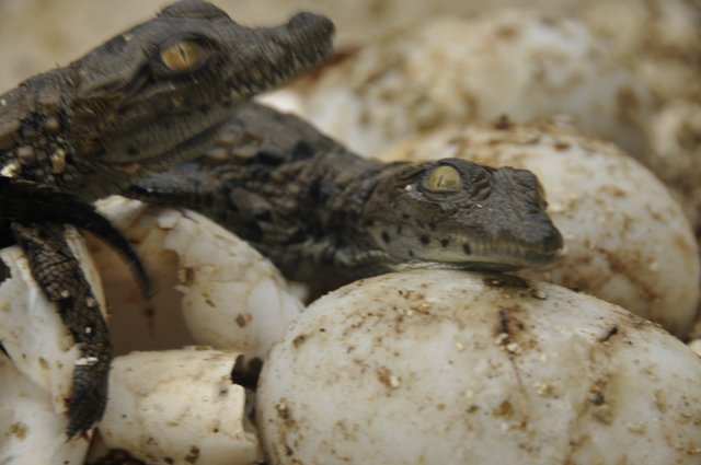 Crocodile hatching at Riverbend