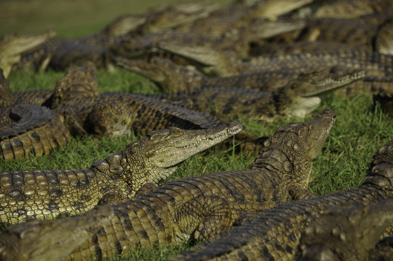 Crocodile feeding at Riverbend